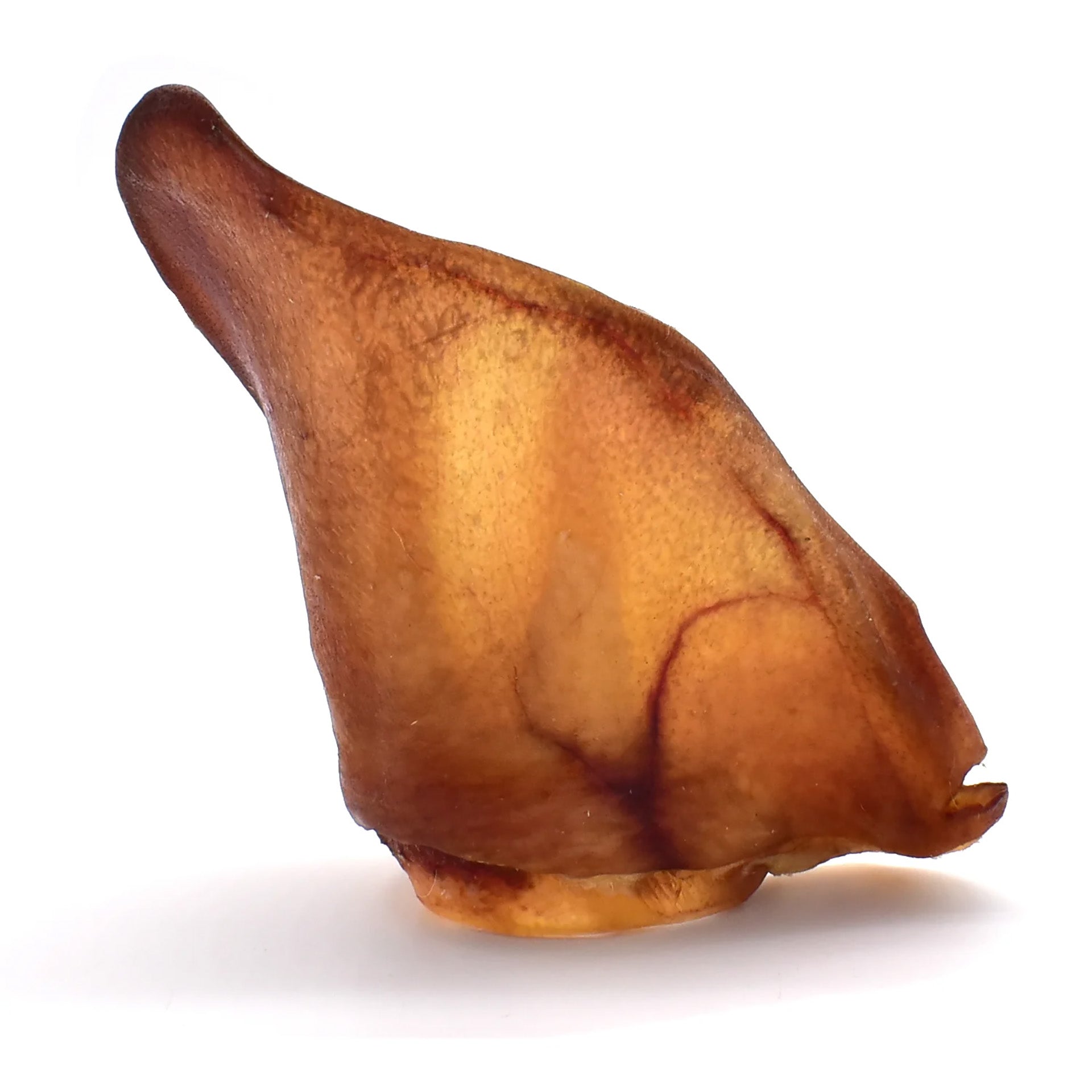 Australian Large Pigs Ears