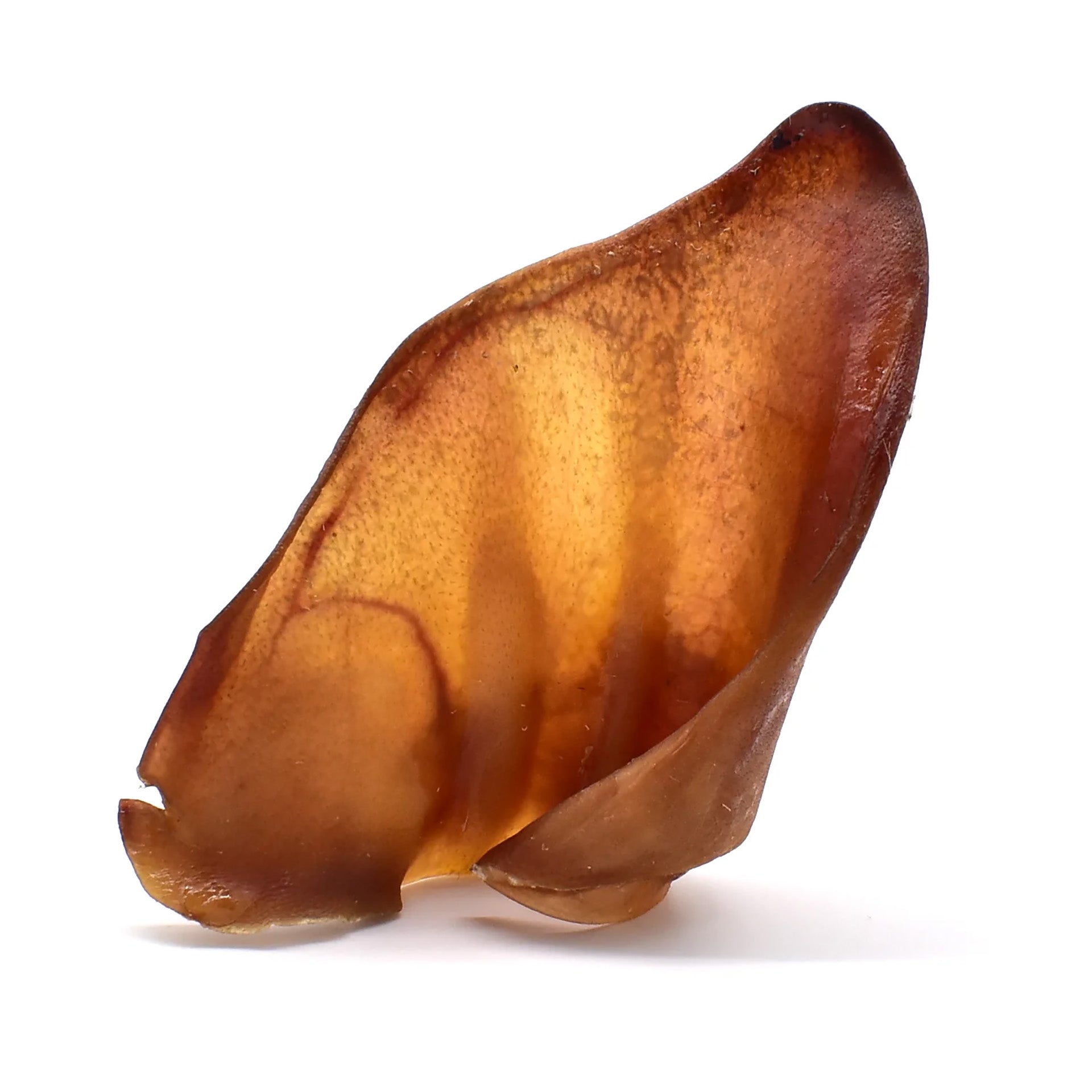 Australian Large Pigs Ears